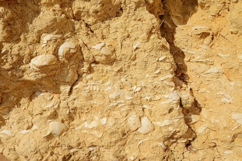 Fossil mussel shells in rocks on the coast, Algarve, Portugal