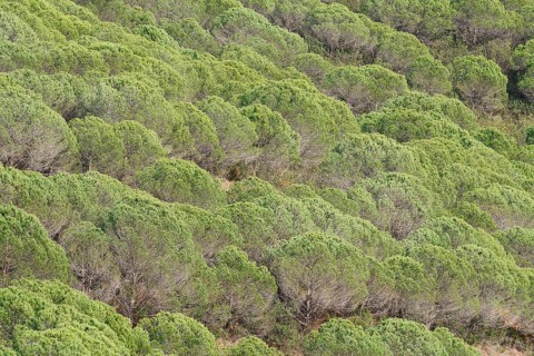 Pine trees or umbrella pines (Pinus pinea) on a mountainside, Algarve, Portugal
