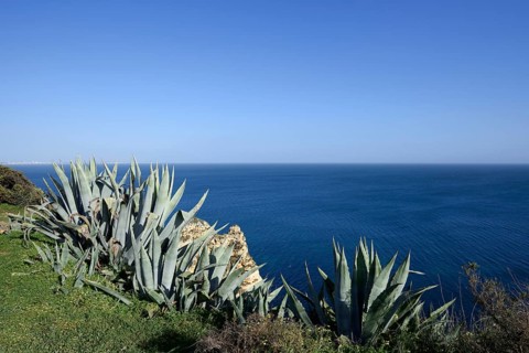 Century plant (Agave americana) on the coast, Algarve, Portugal