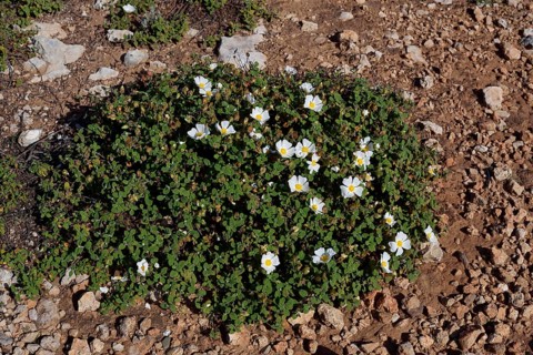 Cistus salvifolius (Cistus salviifolius), flowering, Algarve Portugal