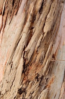 Tasmanian blue gum or common fever tree (Eucalyptus globulus), bark detail, Algarve, Portugal,
