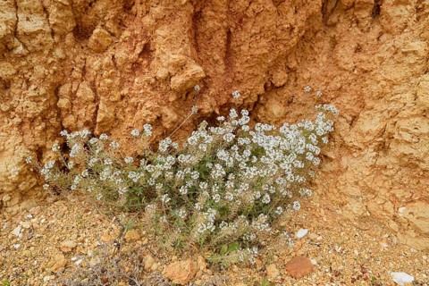 Beach silverweed or beach cress (Lobularia maritima), flowering, Algarve, Portugal