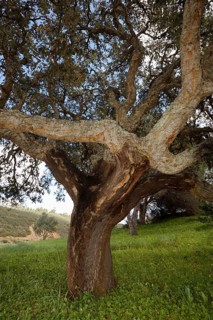 Cork oak (Quercus suber), Algarve, Portugal