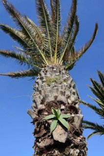 Century plant (Agave americana) growing on the trunk of a Canary Island date palm (Phoenix