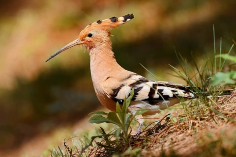 Hoopoe (Upupa epops), Algarve, Portugal