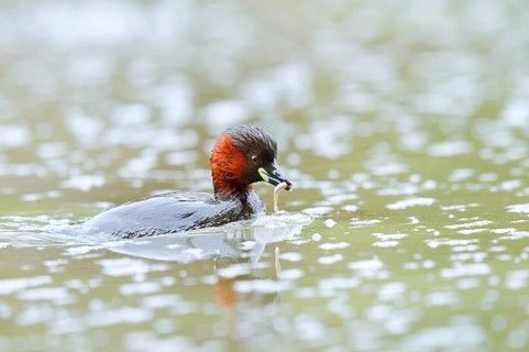 Little grebe (Tachybaptus ruficollis) with preyed fish, North Rhine-Westphalia, Germany