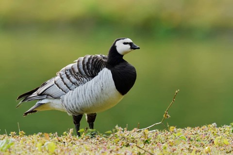 White-fronted goose or barnacle goose (Branta leucopsis), North Rhine-Westphalia, Germany