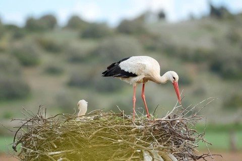 White stork (Ciconia ciconia), pair on the nest, Algarve, Portugal