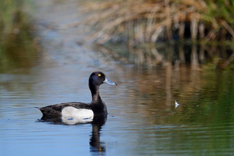 Tufted Duck (Aythya fuligula), drake, North Rhine-Westphalia, Germany