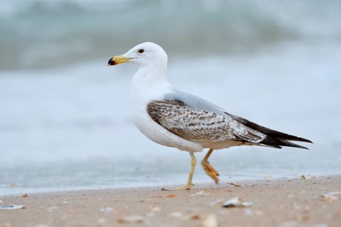 Mediterranean gull (Larus michahellis), immature, on the beach, Algarve, Portugal