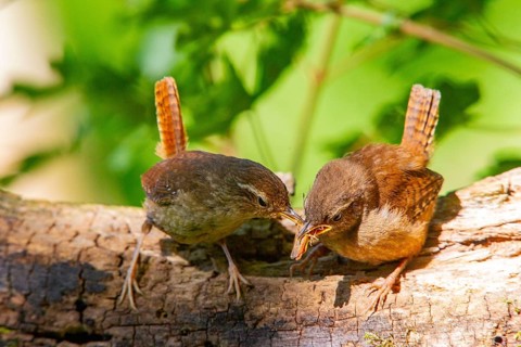 Eurasian wren (troglodytes troglodytes) adult and juvenile Germany