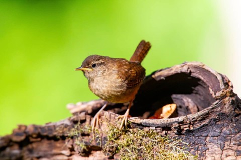 Wren (troglodytes troglodytes) juven. Germany