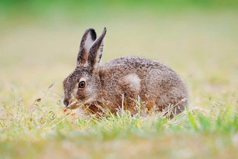 European hare (Lepus europaeus), young animal sitting in a meadow and eating grasses, North