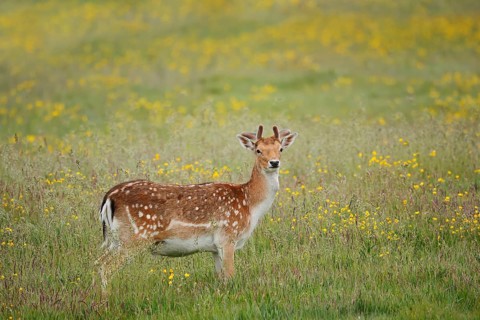 Fallow deer (Dama dama), fallow deer with velvet antlers standing in a flower meadow in spring,