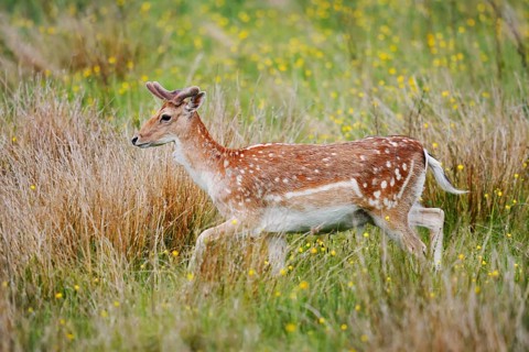 Fallow deer (Dama dama), fallow deer with velvet antlers in spring, Zeeland, Netherlands