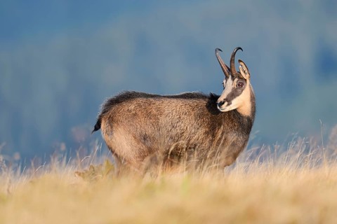 Chamois (Rupicapra rupicapra) in autumn, Vosges, France