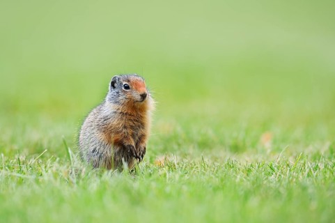 Columbia ground squirrel (Urocitellus columbianus, Spermophilus columbianus), juvenile, Waterton