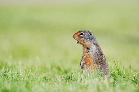 Columbia ground squirrel (Urocitellus columbianus, Spermophilus columbianus) sitting upright in a