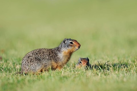 Columbia ground squirrel (Urocitellus columbianus, Spermophilus columbianus) with young at the
