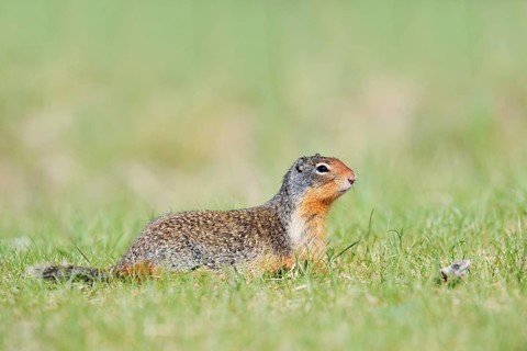 Columbia ground squirrel (Urocitellus columbianus, Spermophilus columbianus), Jasper National Park,