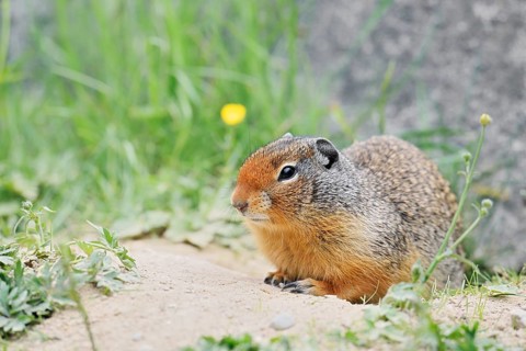 Columbia ground squirrel (Urocitellus columbianus, Spermophilus columbianus) at the burrow, Yoho