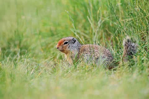 Columbia ground squirrel (Urocitellus columbianus, Spermophilus columbianus), juvenile, Banff