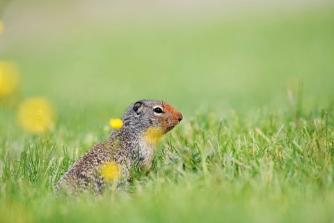 Columbia ground squirrel (Urocitellus columbianus, Spermophilus columbianus), Yoho National Park,