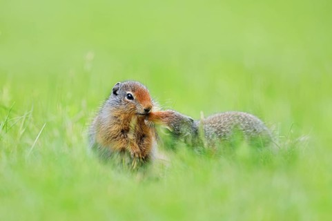 Columbia ground squirrel (Urocitellus columbianus, Spermophilus columbianus), young animals