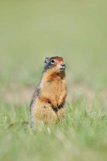 Columbia ground squirrel (Urocitellus columbianus, Spermophilus columbianus) sitting upright in a