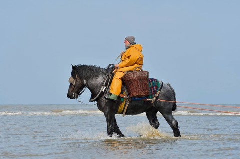 Crab fishermen on horseback prawn fishing, Oostduinkerke, Koksijde, West Flanders, Flanders,
