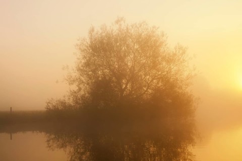 Silver willow (Salix alba) in the morning mist on the river Lippe at sunrise, North