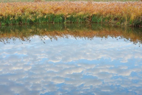 Clouds reflected in a pond with reeds (Phragmites australis, Phragmites communis) in autumn, North