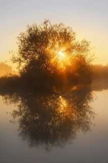 Silver willow (Salix alba) by the river Lippe at sunrise, North Rhine-Westphalia, Germany