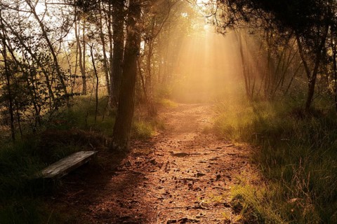 Forest path and bench in morning fog with sunbeams, Venner Moor, North Rhine-Westphalia, Germany