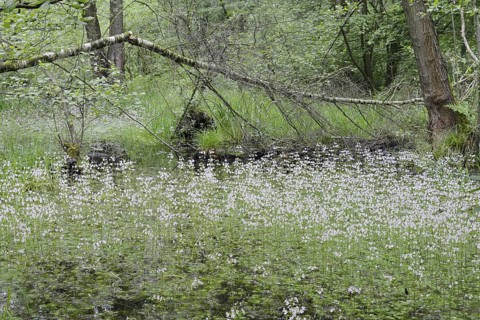 Flowering European water feather or water primrose (Hottonia palustris) in a pond, North