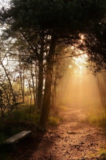 Forest path and bench in morning fog with sunbeams, Venner Moor, North Rhine-Westphalia, Germany