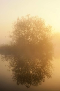 Silver willow (Salix alba) in the morning mist on the river Lippe at sunrise, North