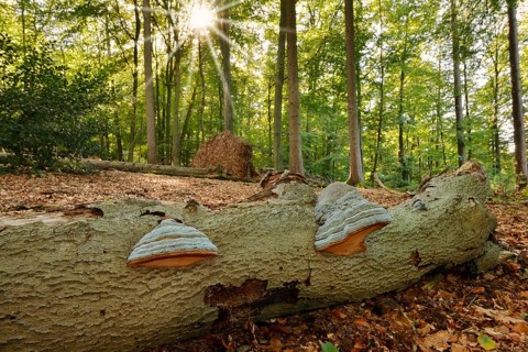 Tinder fungus (Fomes fomentarius) on dead wood in a forest, Teuteburger Wald, North