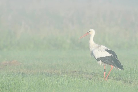 White stork (Ciconia ciconia) in a meadow in the morning mist, North Rhine-Westphalia, Germany