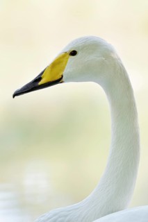 Whooper swan (Cygnus cygnus), portrait, Friesland, Netherlands