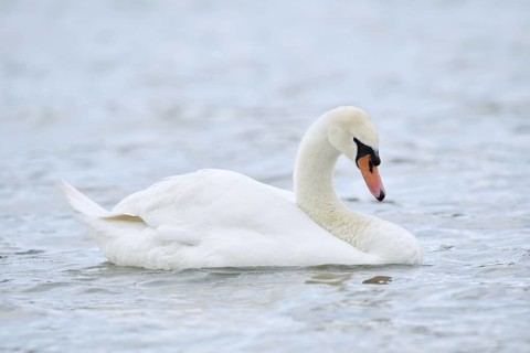Mute swan (Cygnus olor), Alsace, France