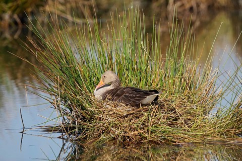Greylag goose (Anser anser) sitting brooding on the nest, North Rhine-Westphalia, Germany