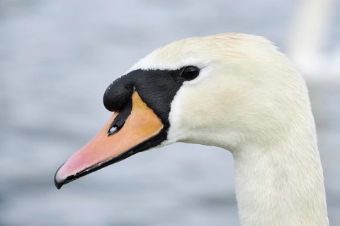 Mute swan (Cygnus olor), portrait, Alsace, France
