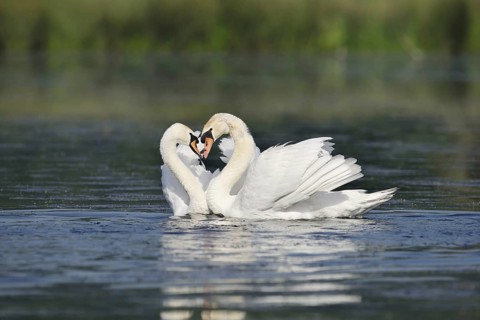 Mute swan (Cygnus olor), mating pair, North Rhine-Westphalia, Germany