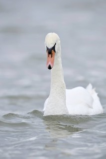 Mute swan (Cygnus olor), Alsace, France
