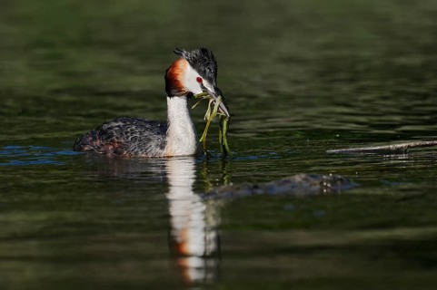 Great Crested Grebe (Podiceps Scalloped ribbonfish) swimming with nesting material, North