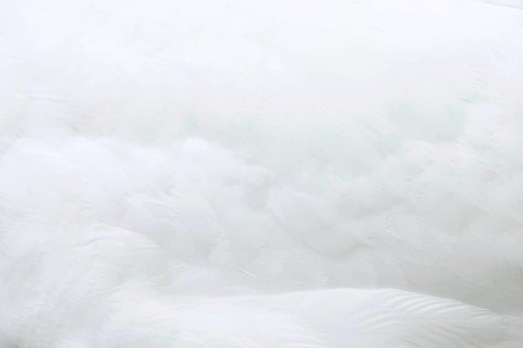 Mute swan (Cygnus olor), detail of plumage, Alsace, France