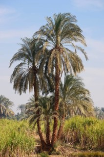 Real date palms (Phoenix dactylifera) along the Nile, Nile Valley, Egypt