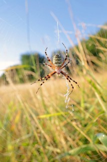 Wasp spider (Argiope bruennichi), female in web, North Rhine-Westphalia, Germany