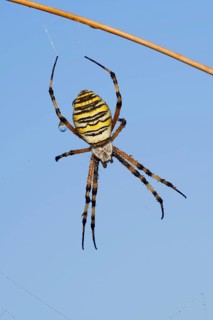 Wasp spider (Argiope bruennichi), female with dewdrops, North Rhine-Westphalia, Germany